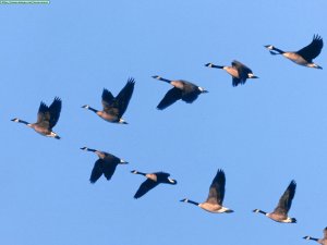 Animals Waterfowl_Wild Formation