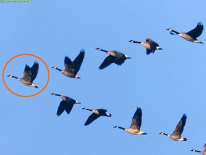 Animals-waterfowl_wild-formation